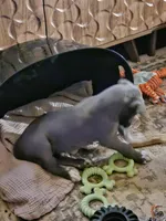 Reese, a male Great Dane and Irish Wolfhound for sale in Springfield, MO – Photo 6 of 6