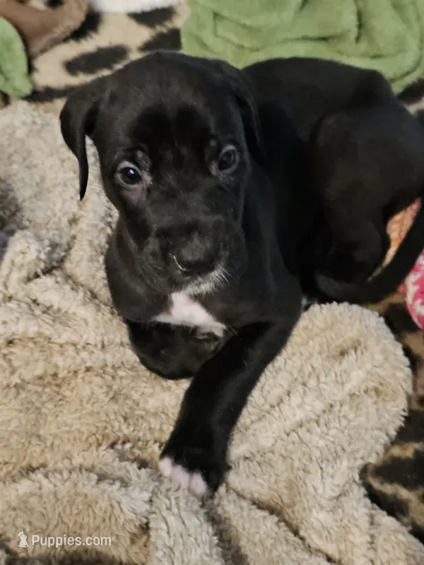 BeeGee (baby girl) – Great Dane, Irish Wolfhound puppy for sale in Springfield, MO
