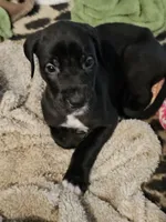 BeeGee (baby girl), a female Great Dane and Irish Wolfhound for sale in Springfield, MO – 1 of 4