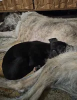 BeeGee (baby girl), a female Great Dane and Irish Wolfhound for sale in Springfield, MO – 4 of 4