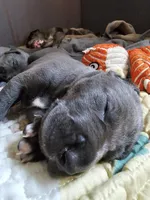 Remi, a female Great Dane and Irish Wolfhound for sale in Springfield, MO – Photo 4 of 4