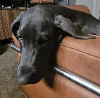 Remi, a female Great Dane and Irish Wolfhound for sale in Springfield, MO – Photo 2 of 4