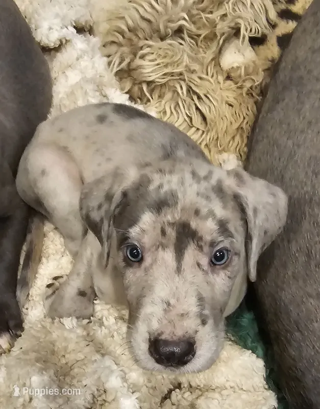 Bentley – Great Dane, Irish Wolfhound puppy for sale in Springfield, MO