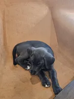 Reverie, a female Great Dane and Irish Wolfhound for sale in Springfield, MO – Photo 3 of 6