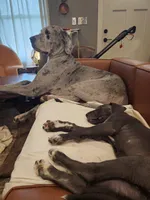 Reverie, a female Great Dane and Irish Wolfhound for sale in Springfield, MO – Photo 5 of 6