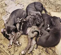 Reverie, a female Great Dane and Irish Wolfhound for sale in Springfield, MO – Photo 6 of 6