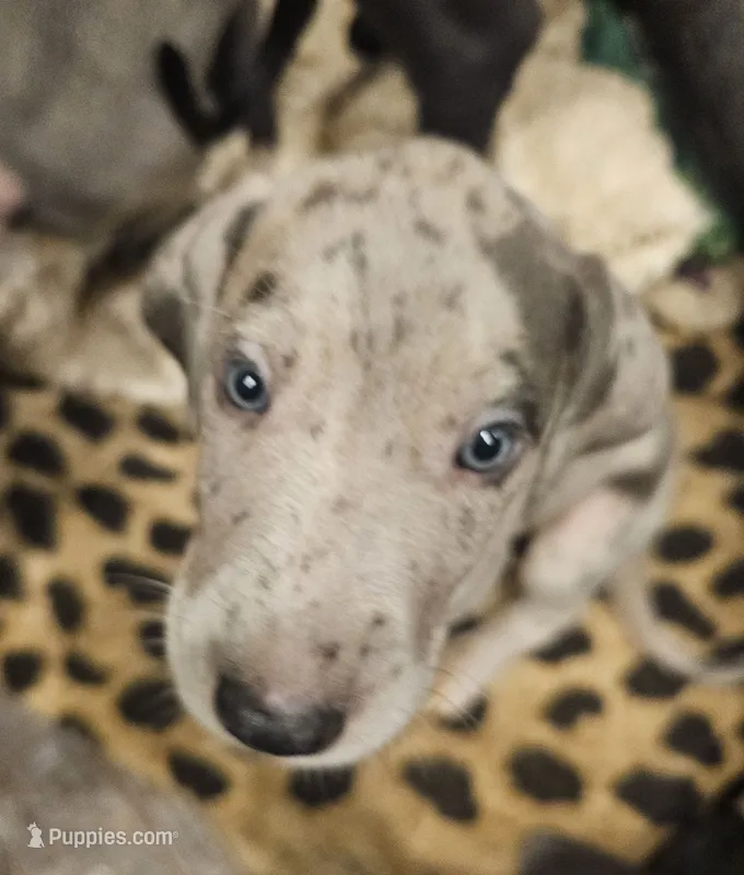 Bella – Great Dane, Irish Wolfhound puppy for sale in Springfield, MO