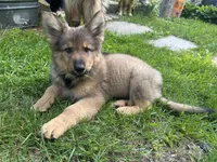 Brahm , a male German Shepherd Dog for sale in Dayville, CT – 8 of 10