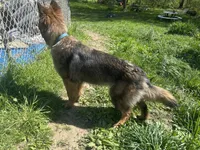 Raven- basic obed*, a female German Shepherd Dog for sale in Dayville, CT – 3 of 5