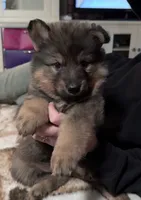 Sanora , a female German Shepherd Dog for sale in Dayville, CT – 7 of 9