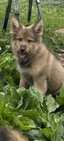 Brahm , a male German Shepherd Dog for sale in Dayville, CT – 2 of 10