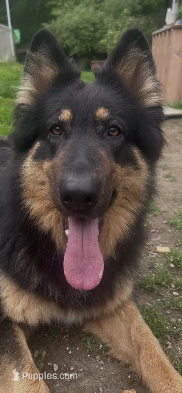 Merica – German Shepherd Dog puppy for sale in Dayville, CT