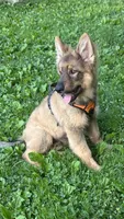 In Training , a male German Shepherd Dog for sale in Dayville, CT – 3 of 8