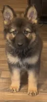 Winston, a male German Shepherd Dog for sale in Dayville, CT – 2 of 10