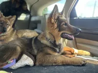Kindergarten graduate Si , a male German Shepherd Dog for sale in Dayville, CT – 5 of 10