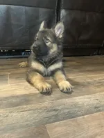 Winston, a male German Shepherd Dog for sale in Dayville, CT – 4 of 10