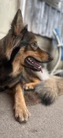 Sanora , a female German Shepherd Dog for sale in Dayville, CT – 4 of 9