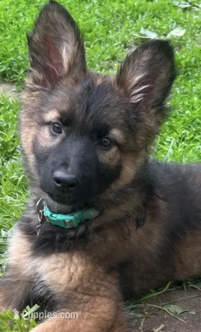 Mona(rch)  – German Shepherd Dog puppy for sale in Dayville, CT