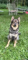 Kato , a male German Shepherd Dog for sale in Dayville, CT – 4 of 8