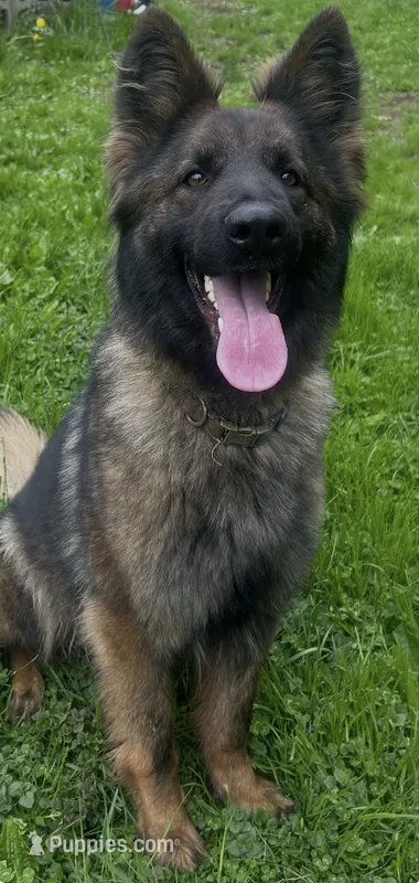 Raven- basic obed* – German Shepherd Dog puppy for sale in Dayville, CT