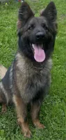 Raven- basic obed*, a female German Shepherd Dog for sale in Dayville, CT – 1 of 5