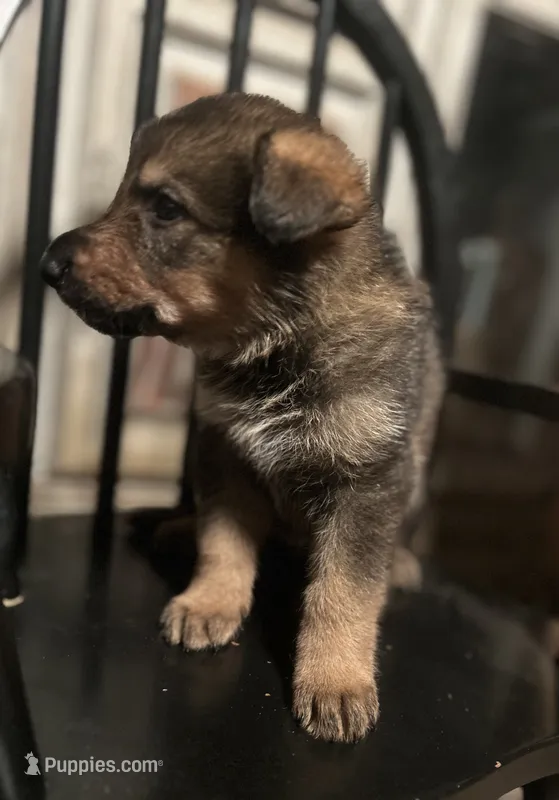 Kato  – German Shepherd Dog puppy for sale in Dayville, CT