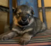 Kindergarten graduate Si , a male German Shepherd Dog for sale in Dayville, CT – 2 of 10