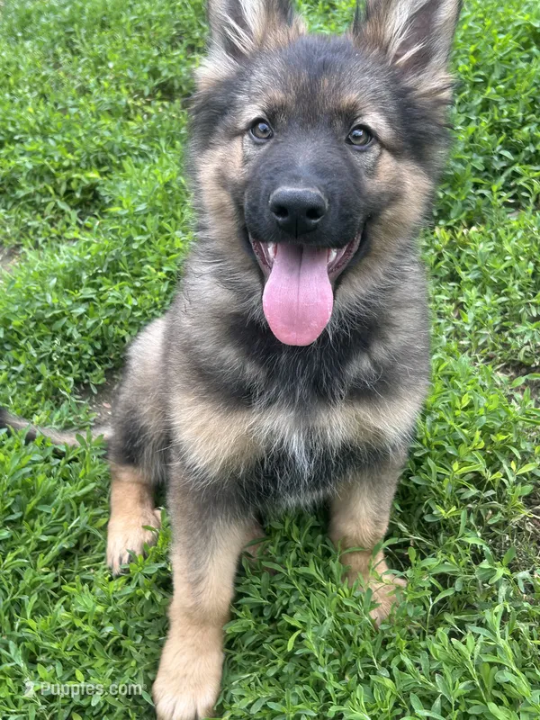 Winston – German Shepherd Dog puppy for sale in Dayville, CT