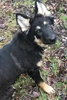 Merica, a female German Shepherd Dog for sale in Dayville, CT – 6 of 10