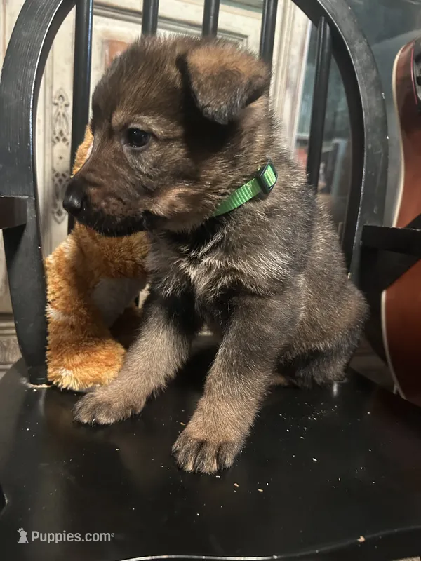 Sanora  – German Shepherd Dog puppy for sale in Dayville, CT