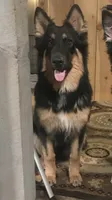 Merica, a female German Shepherd Dog for sale in Dayville, CT – 1 of 10