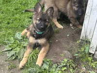 Mona(rch) , a female German Shepherd Dog for sale in Dayville, CT – 3 of 4