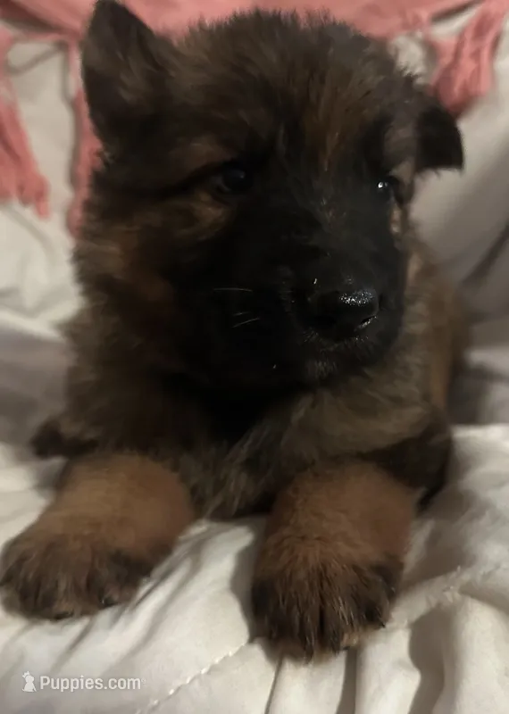 Ruby – German Shepherd Dog puppy for sale in Dayville, CT