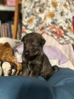 Sanora , a female German Shepherd Dog for sale in Dayville, CT – 5 of 9