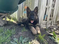 Slater , a male German Shepherd Dog for sale in Dayville, CT – 3 of 7