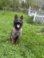 Raven- basic obed*, a female German Shepherd Dog for sale in Dayville, CT – 2 of 5