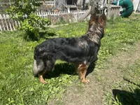 Slater , a male German Shepherd Dog for sale in Dayville, CT – 7 of 7