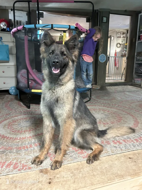 Raven- basic obed* – German Shepherd Dog puppy for sale in Dayville, CT