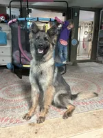 Raven , a female German Shepherd Dog for sale in Dayville, CT – 3 of 6