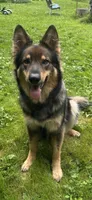 Sanora , a female German Shepherd Dog for sale in Dayville, CT – 8 of 9