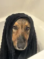 Kindergarten graduate Si , a male German Shepherd Dog for sale in Dayville, CT – 10 of 10
