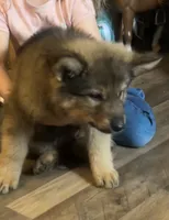 Brahm , a male German Shepherd Dog for sale in Dayville, CT – 5 of 10