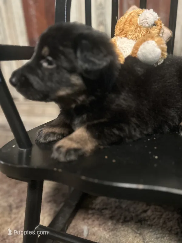 Zora – German Shepherd Dog puppy for sale in Dayville, CT