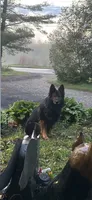 Winston, a male German Shepherd Dog for sale in Dayville, CT – 3 of 10