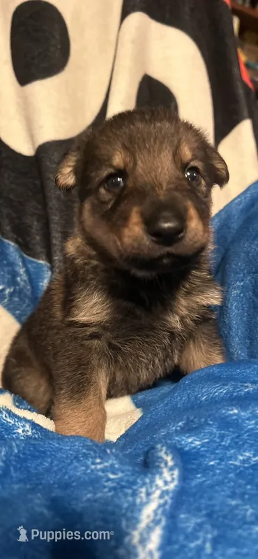 Kato  – German Shepherd Dog puppy for sale in Dayville, CT
