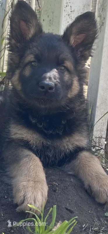 Slater  – German Shepherd Dog puppy for sale in Dayville, CT