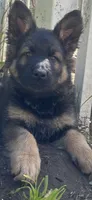 Slater , a male German Shepherd Dog for sale in Dayville, CT – 1 of 7