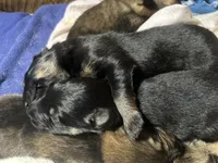 Zora, a female German Shepherd Dog for sale in Dayville, CT – 9 of 9