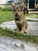 Brahm , a male German Shepherd Dog for sale in Dayville, CT – 4 of 10