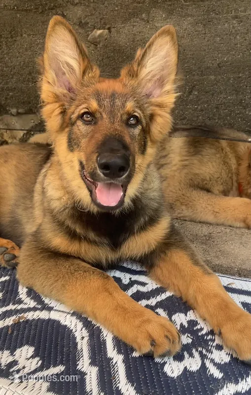 Kindergarten graduate Si  – German Shepherd Dog puppy for sale in Dayville, CT